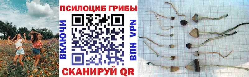 купить наркотик  MEGA ССЫЛКА  Псилоцибиновые грибы мицелий  Цимлянск 